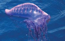 El Consorcio de Seguridad y Emergencias informa cómo actuar ante la presencia o picadura de medusas